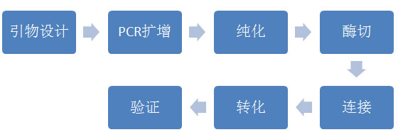 载体构建亚克隆流程